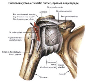 строение плеча и плечевой кости