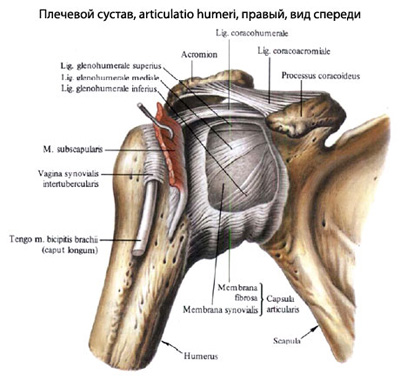 Перелом плеча и плечевой кости и его лечение