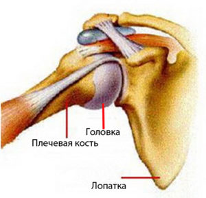 Плечевой сустав и его строение