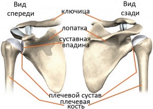 Строение плечевого сустава